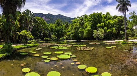  Brazilian Gardens:  A Journey Through Floral Tapestry and Horticultural Wisdom!